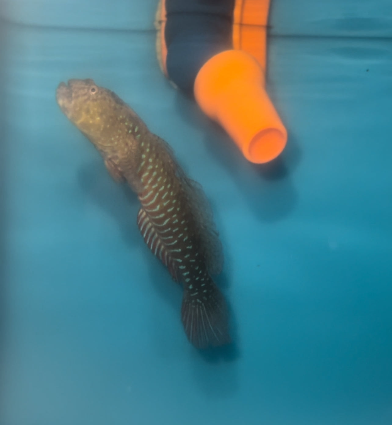 CRESTED OYSTER GOBY | Cryptocentroides gobiodes (Australia, 3")