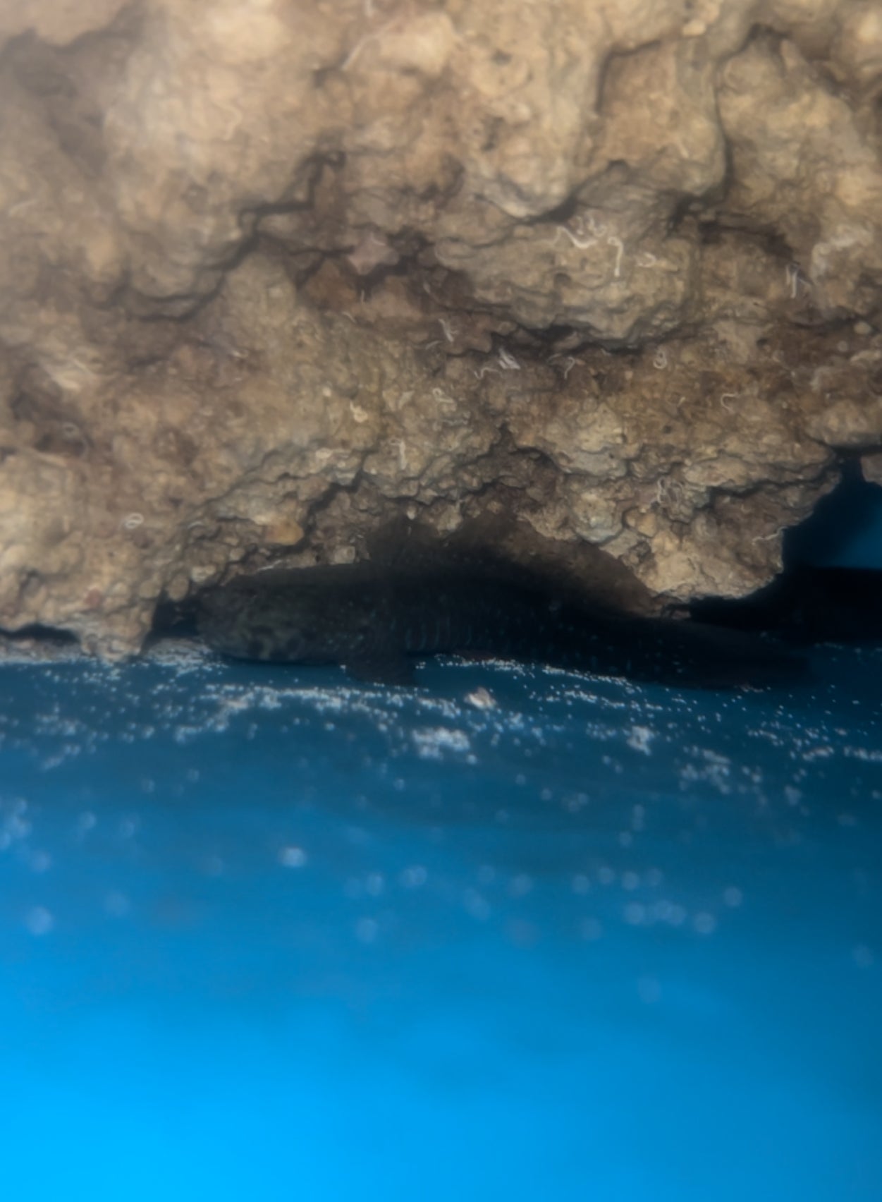 CRESTED OYSTER GOBY | Cryptocentroides gobiodes (Australia, 3")