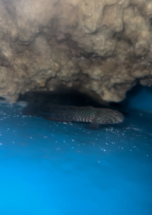 CRESTED OYSTER GOBY | Cryptocentroides gobiodes (Australia, 3")