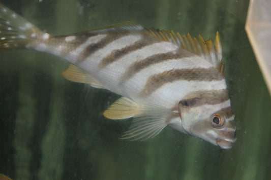Spottedtail Morwong | Cheilodactylus zonatus (6")