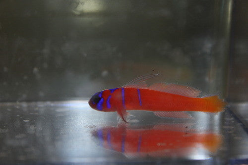 Catalina Goby | Lythrypnus dalli- 1-2"