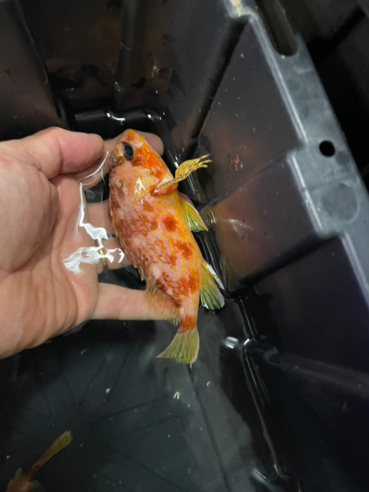 Yellow Barred Red Rockfish (Sebastiscus albofasciatus)