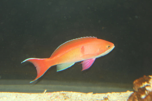 Mauritius Red Bar Anthias | Pseudanthias Cooperi (XL Male)