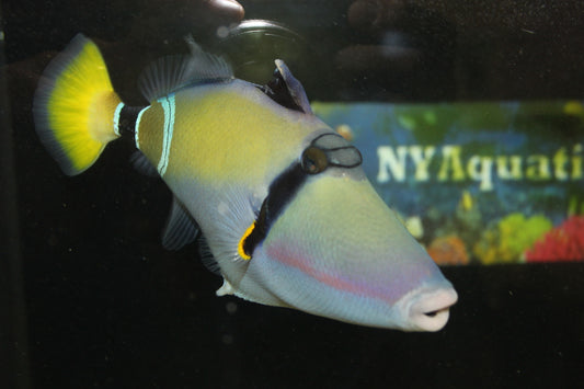 Mauritius Triggerfish | Rhinecanthus cinereus