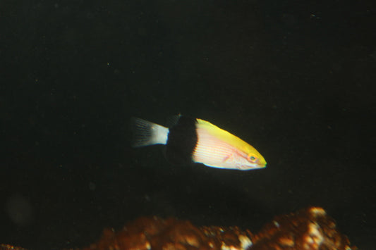 Mauritius Gold Saddle Hogfish | Bodianus atrolumbus