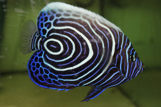 Mauritius Orange  Tail  Emperor Angel (4-5" Juv)