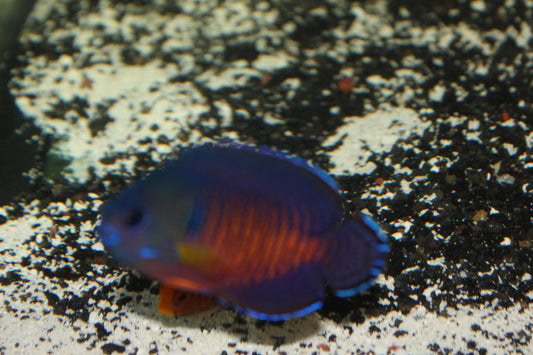 Mauritius Tiger Tail Coral Beauty Angel