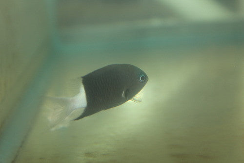 Black and White Chromis