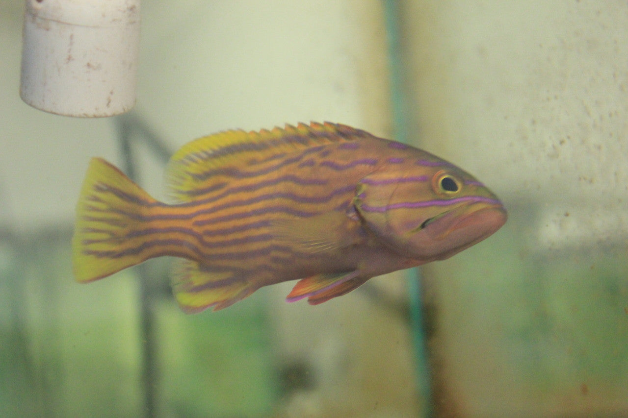 Polleni Grouper 10"