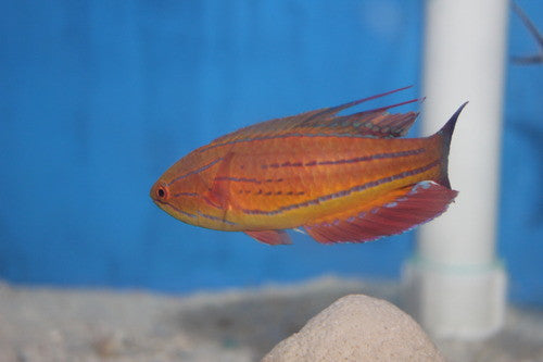 Carpenter Flasher Wrasse-Supermale