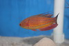 Carpenter Flasher Wrasse-Supermale