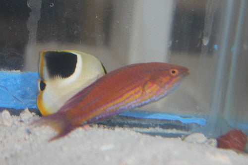 Royal (Angular) Flasher Wrasse