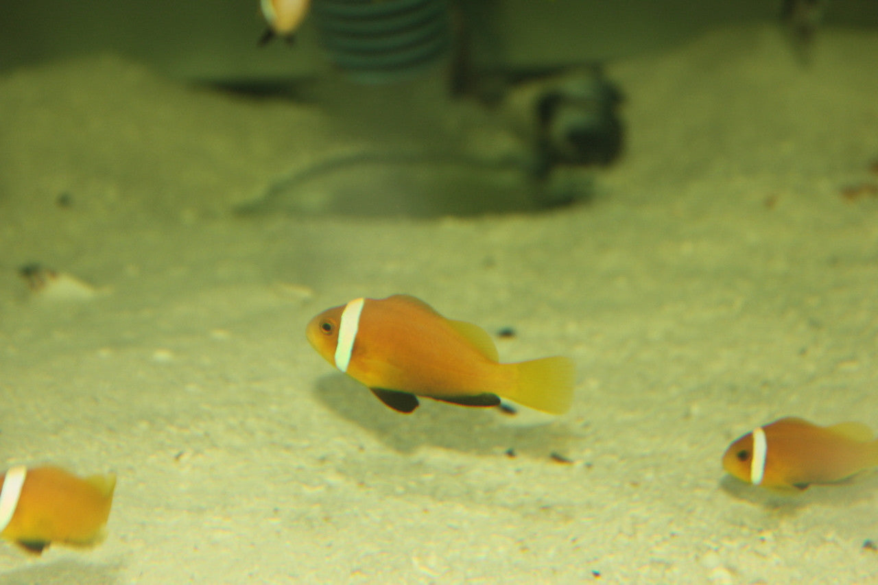 Black Foot (Nigripe) Clownfish