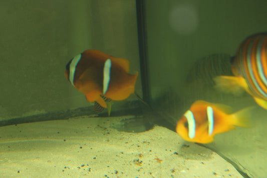 Bicinctus Clownfish (true Red Sea pair)