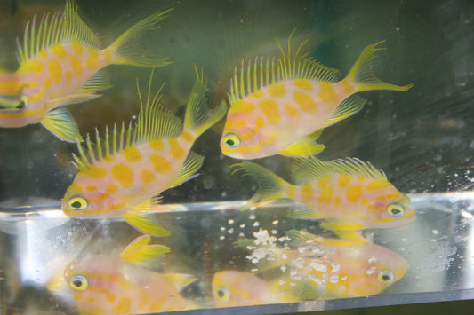 GROUP OF 3 Borbonius Anthias | Odontanthias Borbonius