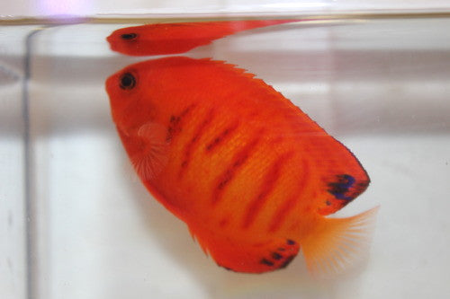 Hypo Melanistic Flame Angel
