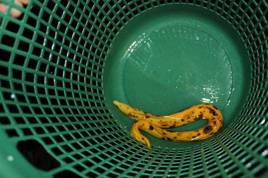 Yellow Banana Eel