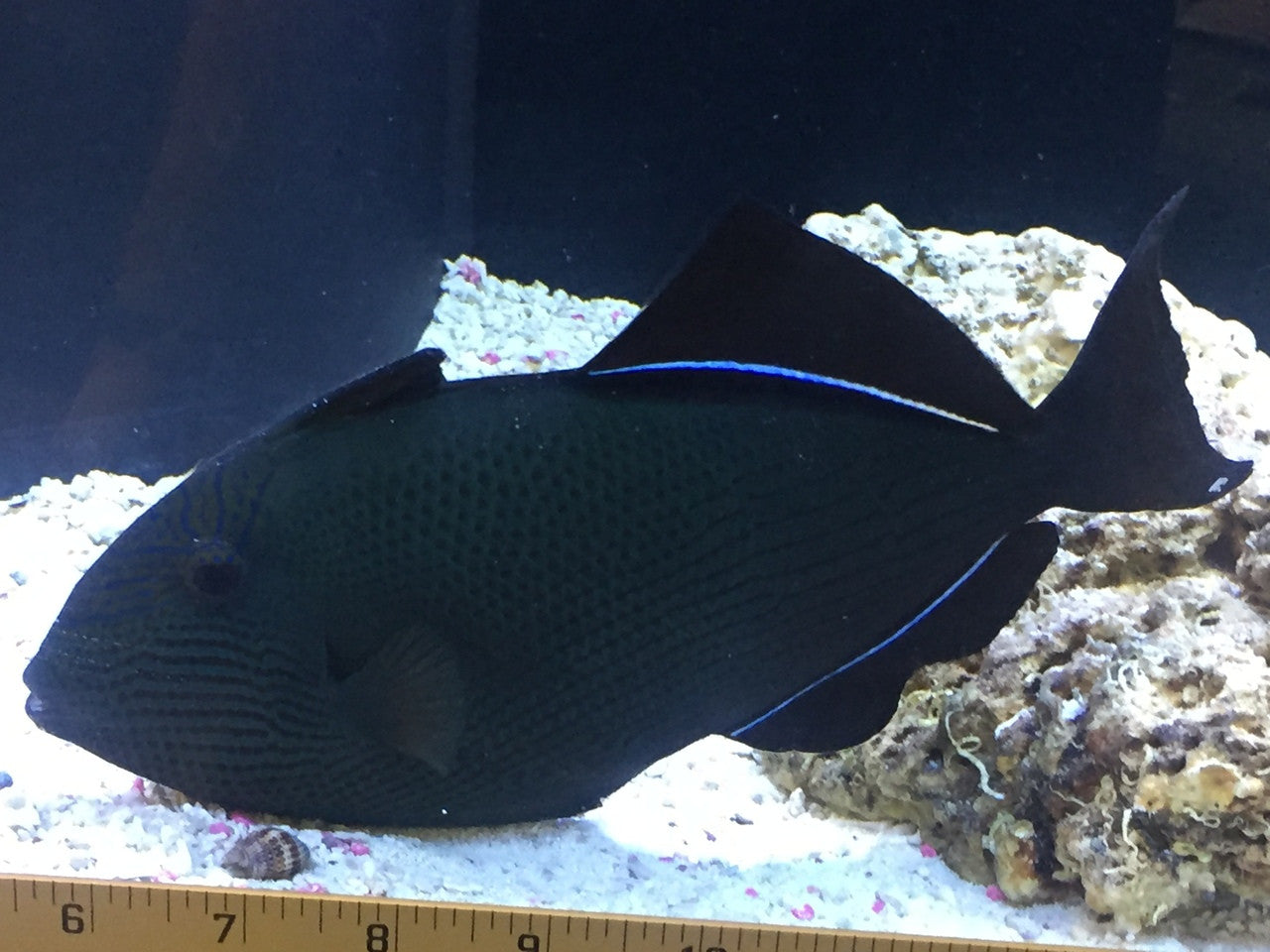 Black Durgeon Trigger | Melicthys niger (9")