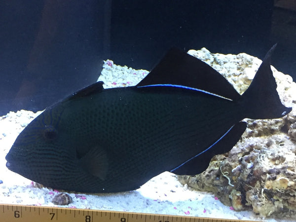 Black Durgeon Trigger