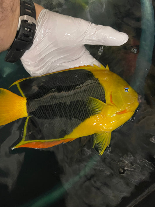 Rock Beauty Angelfish (12”)