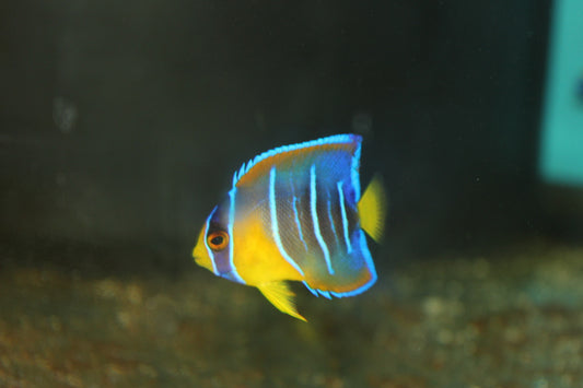 Queen Angelfish (Juv) 2”