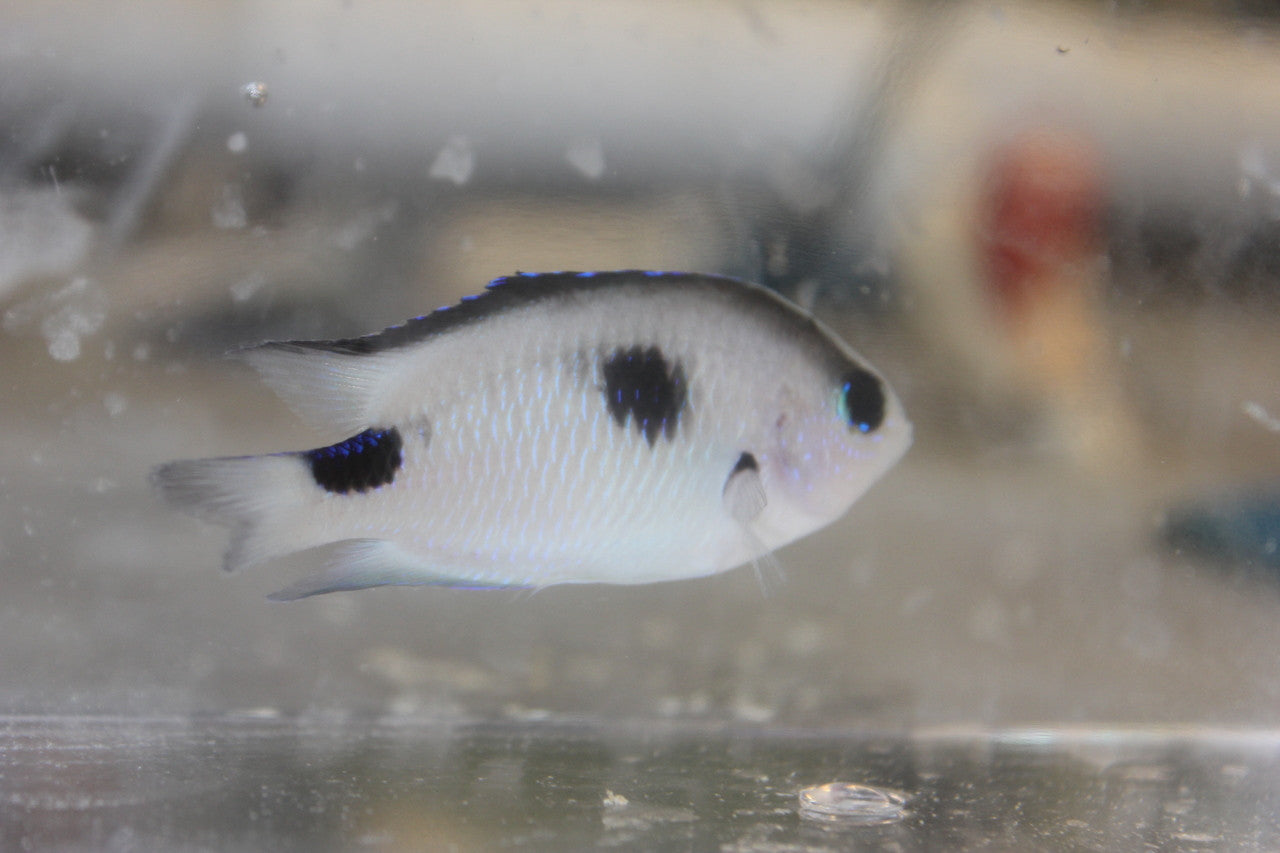 Special Madagascar Damsel|CHRYSIPTERA SP.