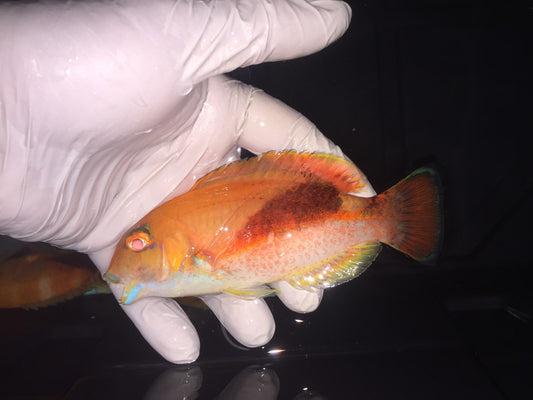 Purple Eyebrowed Tuskfish (Choerodon zamboangae)