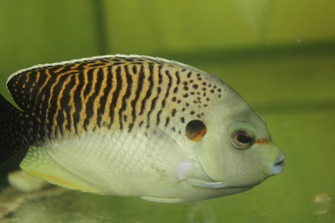 Tiger Angelfish 3-4” (Apolemichthys kingi )