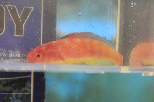 Hooded Fairy Wrasse (male) Australia | Cirrhilabrus bathyphilus