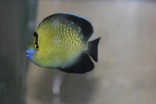 Goldflake Angel 2" Captive Bred