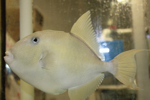 Mexican Finescale Trigger | Balistes polylepis (10")