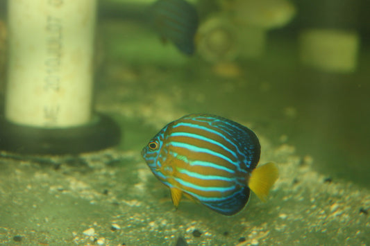 Blue Line Angel |Chaetodontoplus septentrionalis (3” captive bred)