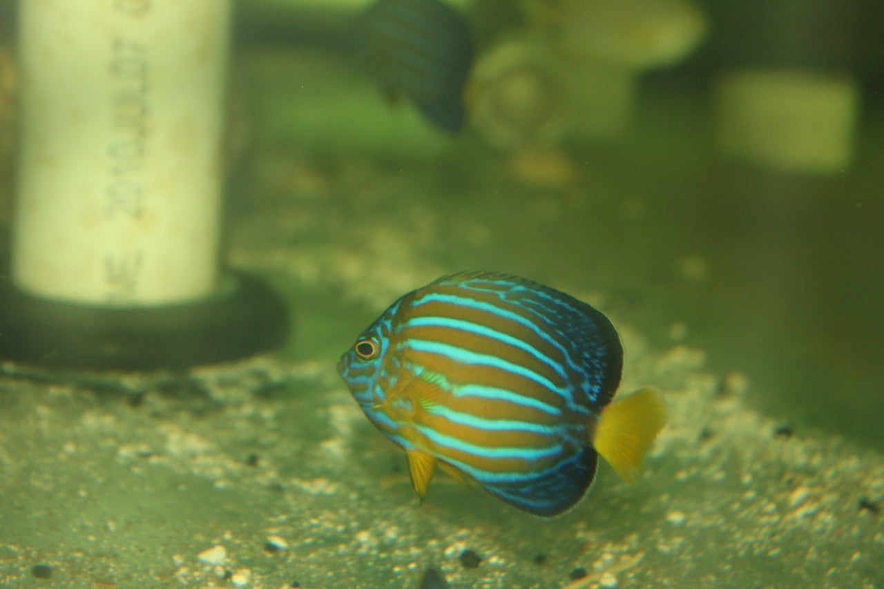 Blue Line Angel |Chaetodontoplus septentrionalis (2” captive bred)