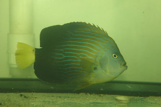 Maze (orange face) Angelfish | Chaetodontoplus Chrysocephalus (7-8")