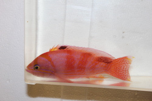 Bimaculatus Anthias- (QUAD-FFFM)