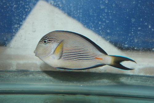 Sohal Tang (Red Sea)-7-8"