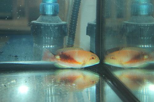 Purple Eyebrowed Tuskfish (Choerodon zamboangae) 5-6"