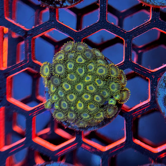 Sour Apple Zoa