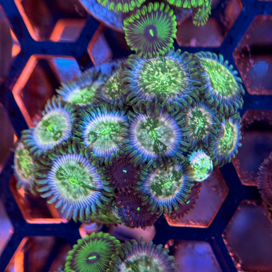Speck Zoa