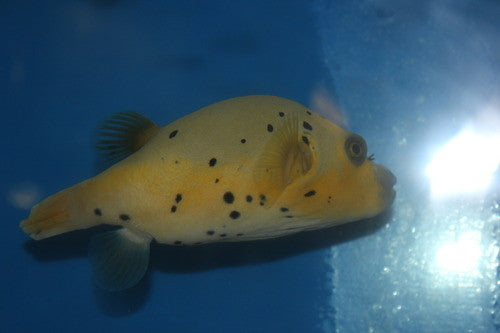 Dog Face Puffer-Black and Gold (6-7")