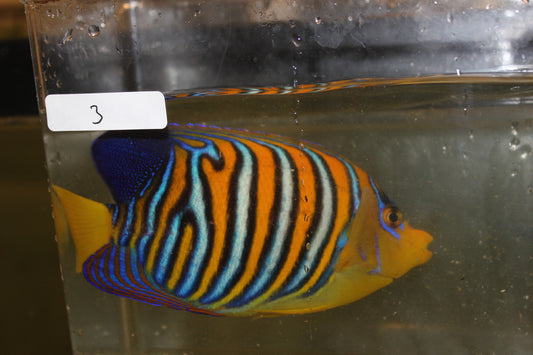 Madagascar Regal Angel (Yellow Belly)-Misbar 3 (4")