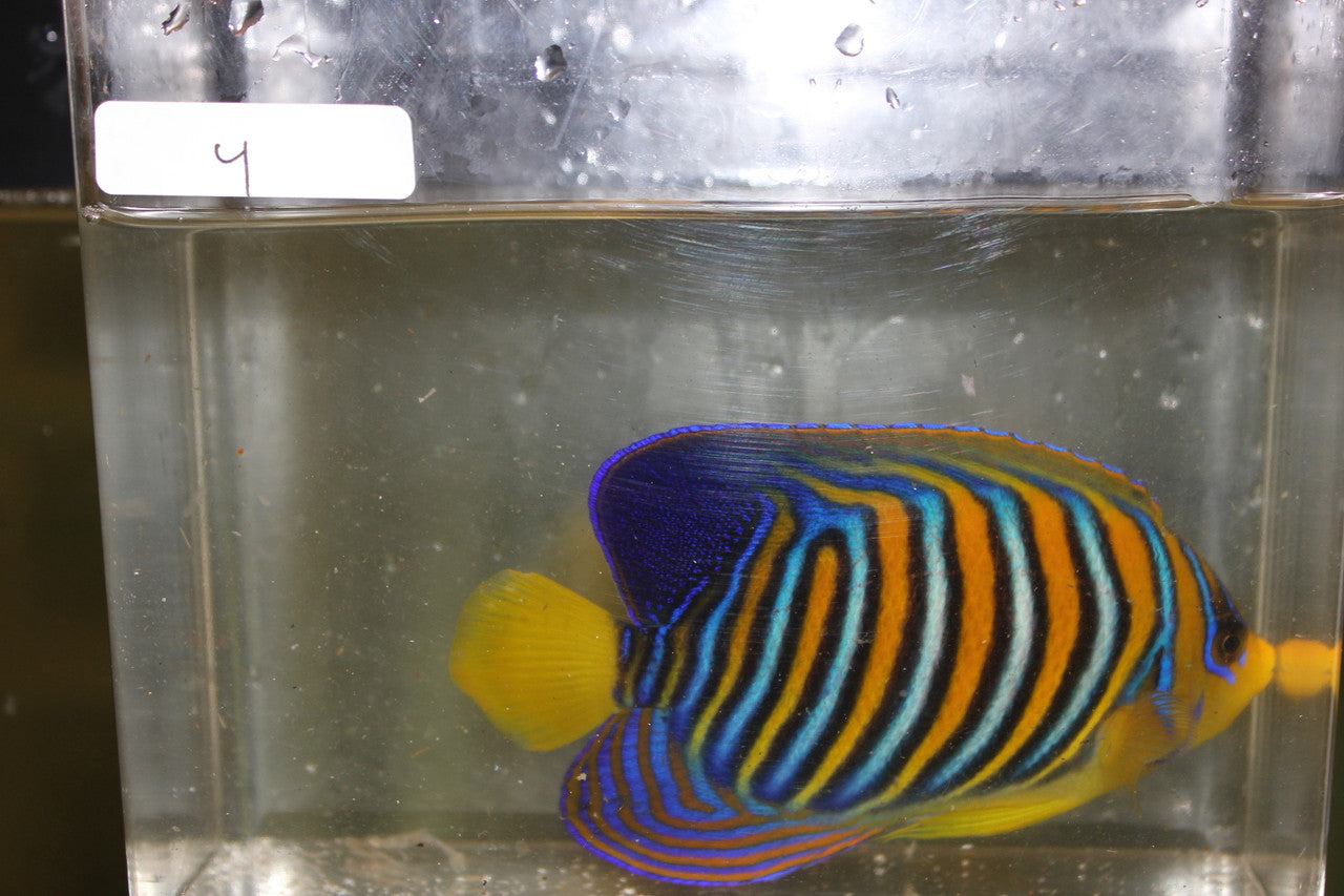 Madagascar Regal Angel (Yellow Belly)-Misbar 4 (4")