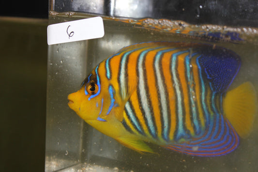 Madagascar Regal Angel (Yellow Belly)-Misbar 6 (4")