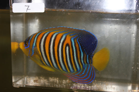 Madagascar Regal Angel (Yellow Belly)-Misbar 7 (4")