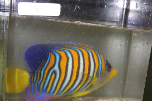 Madagascar Regal Angel (Yellow Belly)-Misbar 8 (4")