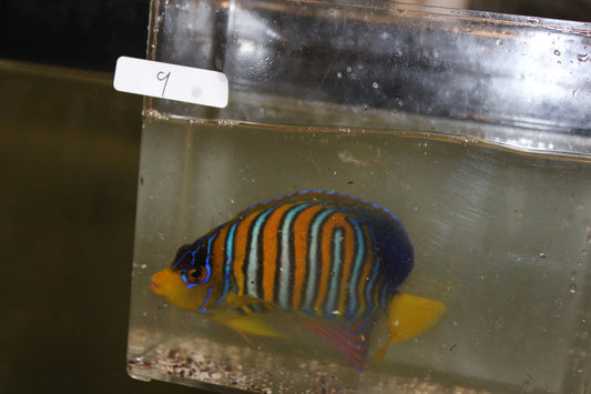 Madagascar Regal Angel (Yellow Belly)-Misbar 9 (4")