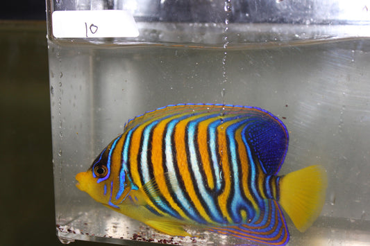 Madagascar Regal Angel (Yellow Belly)-Misbar 10 (4")