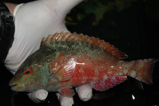 Redband  Parrotfish |  Sparisoma Aurofrenagtum (10")