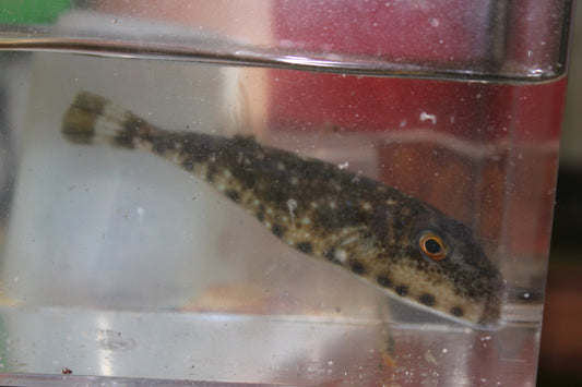 Bandtail Puffer (Sphoeroides spengleri) (6")