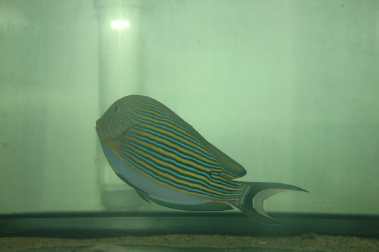 Clown Tang 7-8"